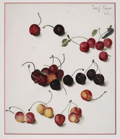 Cherries by Josef Lauer